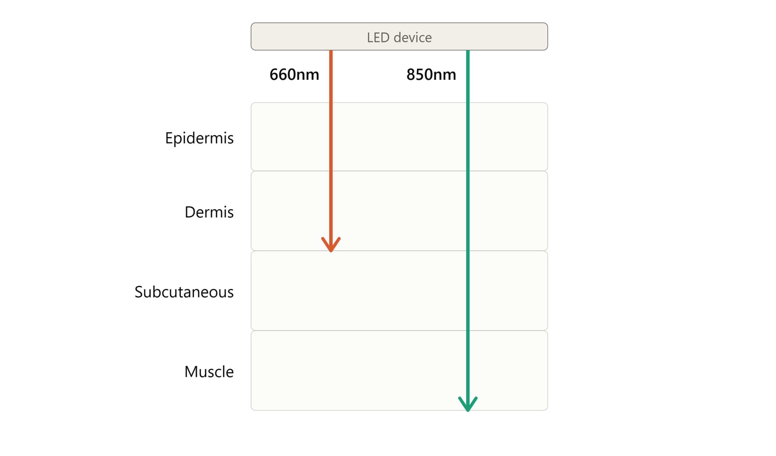 Diagram comparing red light and near-infrared light penetration depth